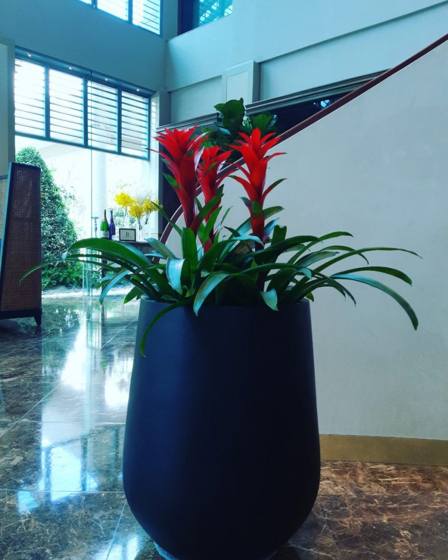Cây được trồng trong chậu lớn đặt ở môi trường văn phòng làm việc Cây được trồng trong chậu lớn đặt ở môi trường văn phòng làm việc