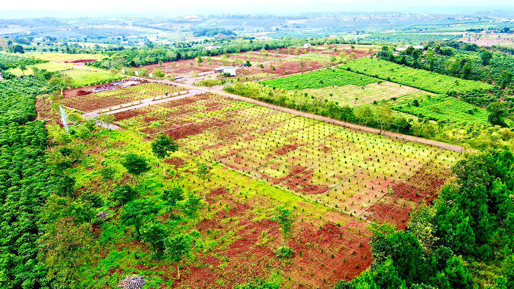 tiến độ dự án đồi hoa hướng dương