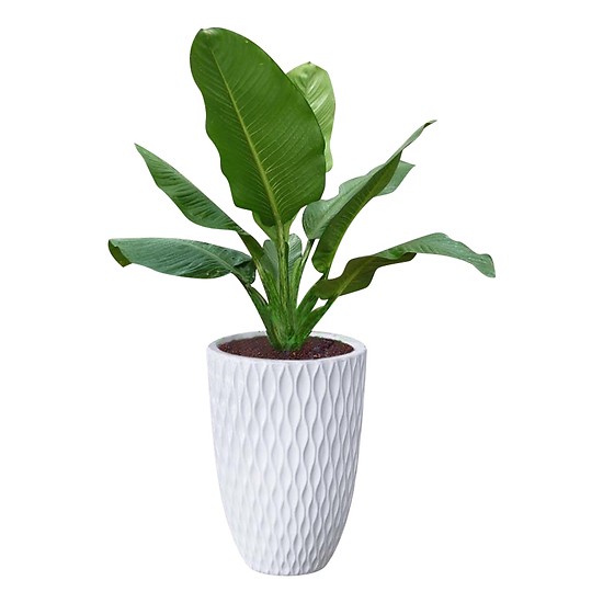 Cây Đại Phú Gia Cây Đại Phú Gia