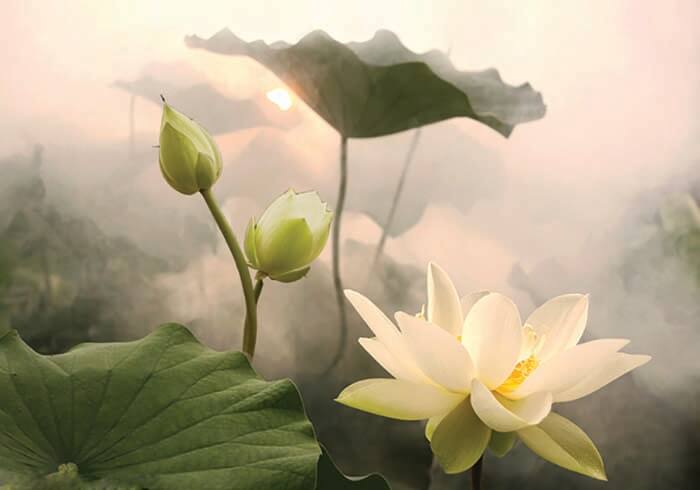 Tranh hoa sen trong sương sớm Tranh hoa sen trong sương sớm