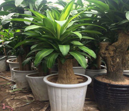 Cây thiết mộc lan Cây thiết mộc lan