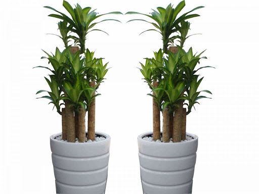 Cây Thiết Mộc Lan khúc Cây Thiết Mộc Lan khúc