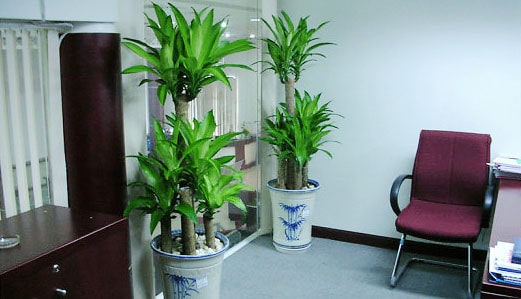 Bộ đôi cây Thiết Mộc Lan được đặt ở cửa phòng làm việc. Bộ đôi cây Thiết Mộc Lan được đặt ở cửa phòng làm việc.