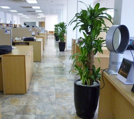 Cây Thiết Mộc Lan được đặt dọc lối đi của văn phòng làm việc. Cây Thiết Mộc Lan được đặt dọc lối đi của văn phòng làm việc.