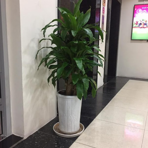Cây Thiết Mộc Lan được đặt ở khu vực sảnh chờ thang máy của nhà hàng, khách sạn. Cây Thiết Mộc Lan được đặt ở khu vực sảnh chờ thang máy của nhà hàng, khách sạn.