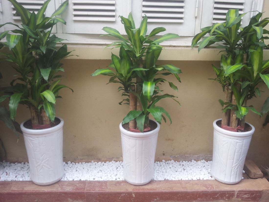 Cây Thiết Mộc Lan được đặt ở phía trước cửa sổ nhà giúp mang lại phong thủy tốt. Cây Thiết Mộc Lan được đặt ở phía trước cửa sổ nhà giúp mang lại phong thủy tốt.