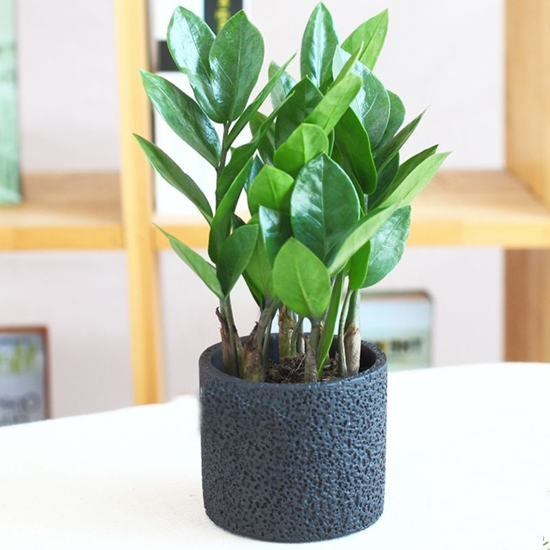 Mệnh mộc hợp cây gì Mệnh mộc hợp cây gì