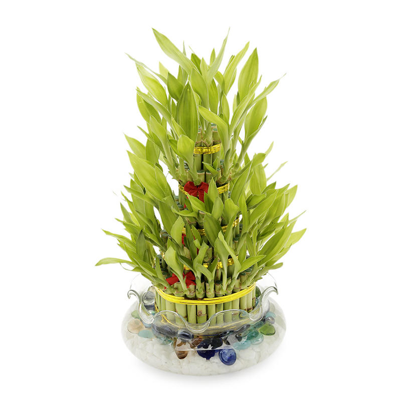 Cây Phát Lộc Cây Phát Lộc