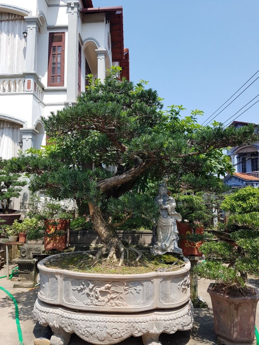 Cây tùng la hán với thế bonsai đẹp không thể thiếu trong vườn nhà. Cây tùng la hán với thế bonsai đẹp không thể thiếu trong vườn nhà.