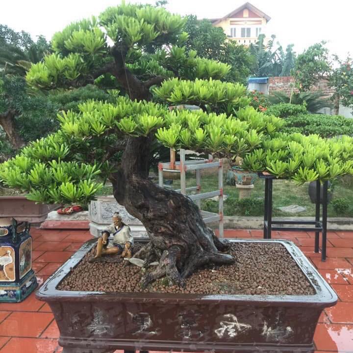 Chậu cây bonsai tùng la hán tạo thế độc đáo. Chậu cây bonsai tùng la hán tạo thế độc đáo.