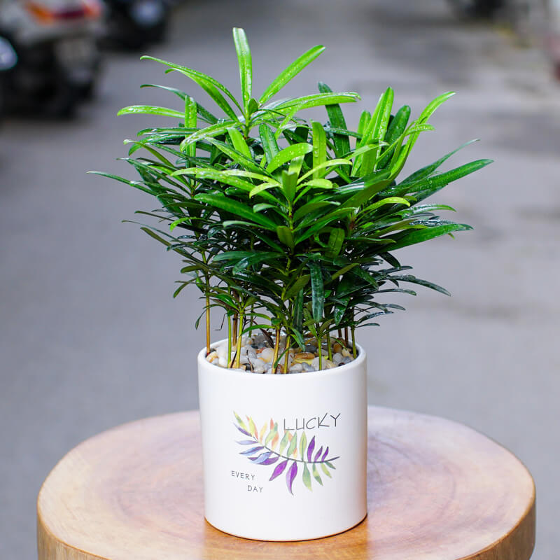 Chậu cây tùng la hán mini để bàn Chậu cây tùng la hán mini để bàn
