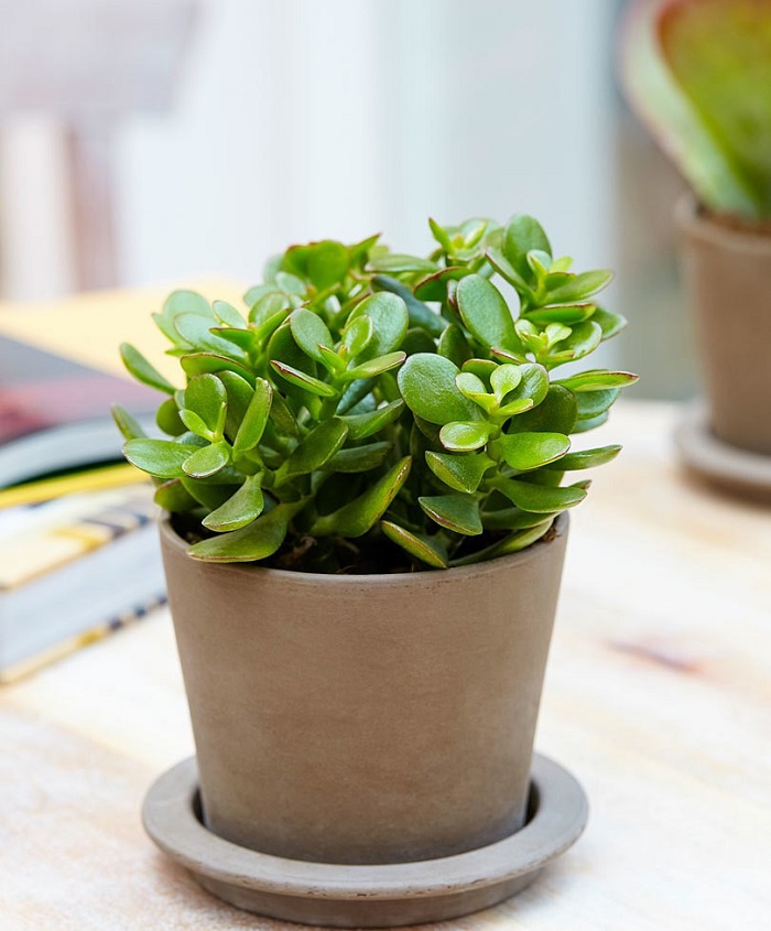 Cây ngọc bích Cây ngọc bích