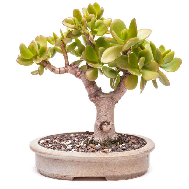 Ý nghĩa của cây ngọc bích Ý nghĩa của cây ngọc bích
