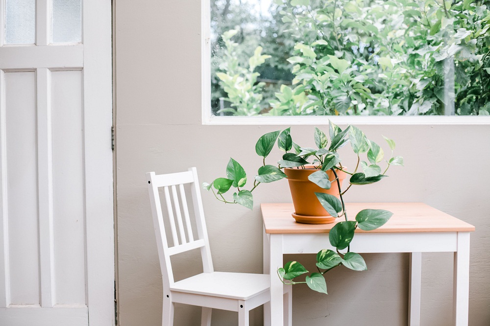 Công dụng của cây trầu bà Công dụng của cây trầu bà