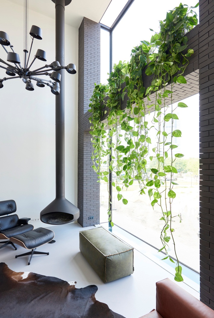 Cây trầu bà đẹp Cây trầu bà đẹp