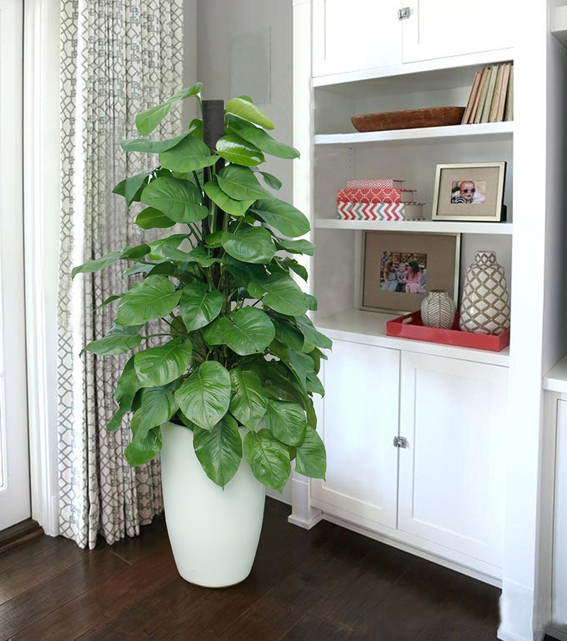Cây trầu bà trang trí Cây trầu bà trang trí