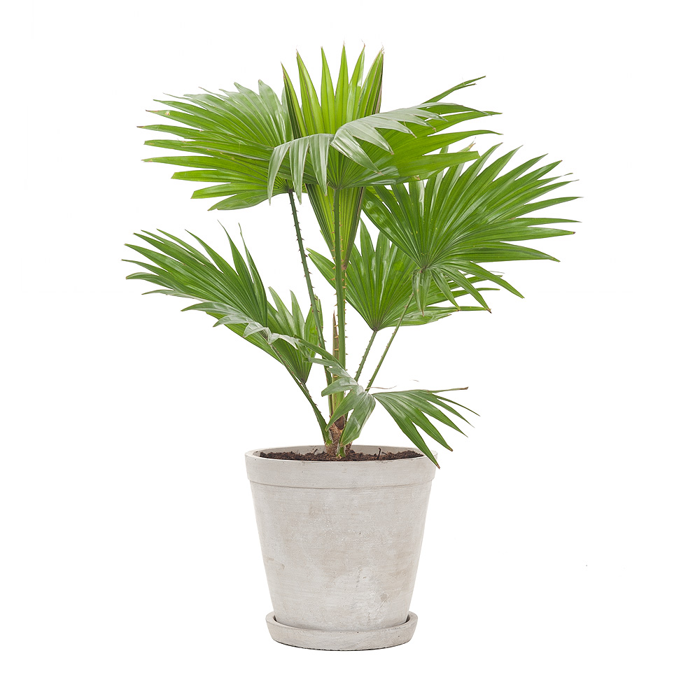 Cây cọ cảnh Cây cọ cảnh