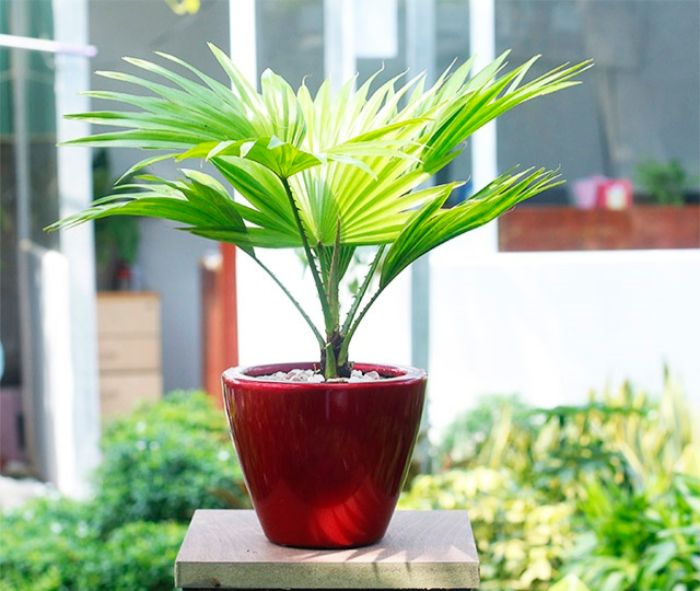Cây cọ cảnh có nhiều gai mọc ở dọc cuống lá, cuống lá cứng và dài. Cây cọ cảnh có nhiều gai mọc ở dọc cuống lá, cuống lá cứng và dài.