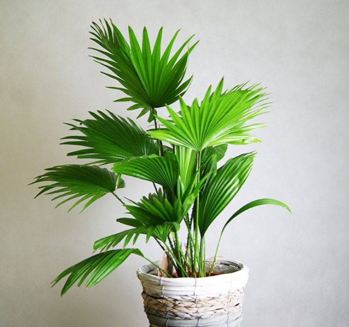 Cây cọ cảnh được dùng làm cây trang trí nội thất nhà ở, văn phòng, lối ra vào khách sạn,… Cây cọ cảnh được dùng làm cây trang trí nội thất nhà ở, văn phòng, lối ra vào khách sạn,…