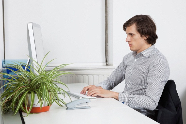 Vị trí đặt cây lan chi Vị trí đặt cây lan chi