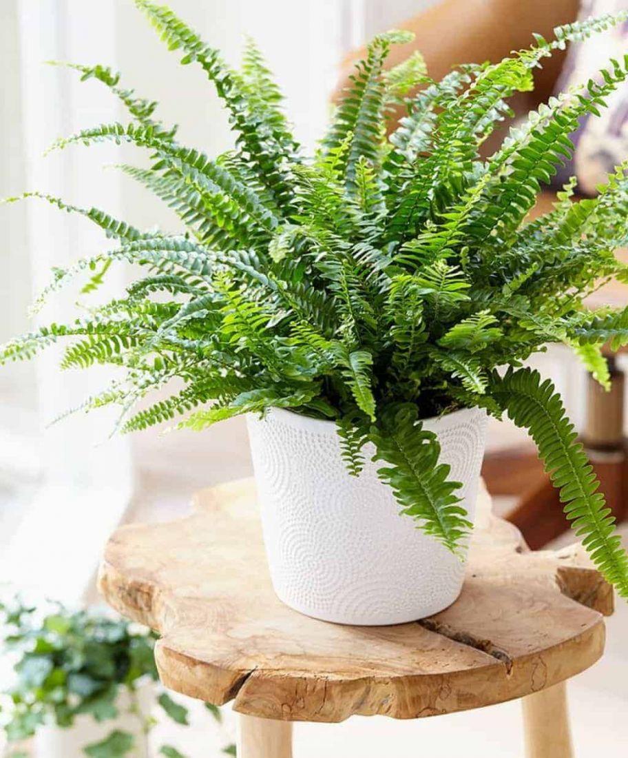 Ý nghĩa phong thủy cây dương xỉ Ý nghĩa phong thủy cây dương xỉ