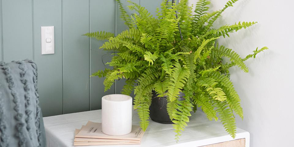 Tác dụng cây dương xỉ Tác dụng cây dương xỉ