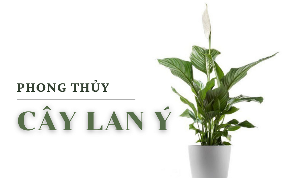 Cây lan ý Cây lan ý