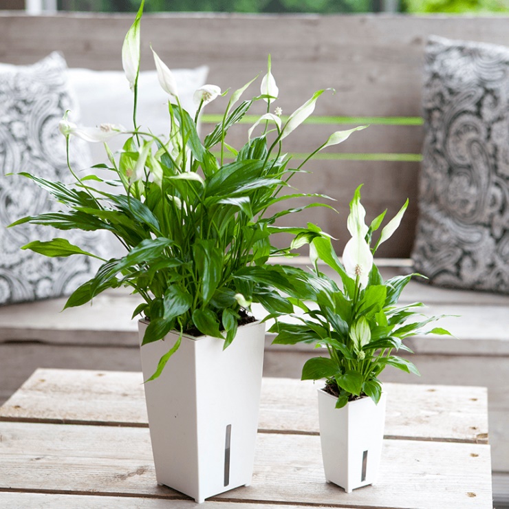 Ý nghĩa phong thủy cây lan ý Ý nghĩa phong thủy cây lan ý