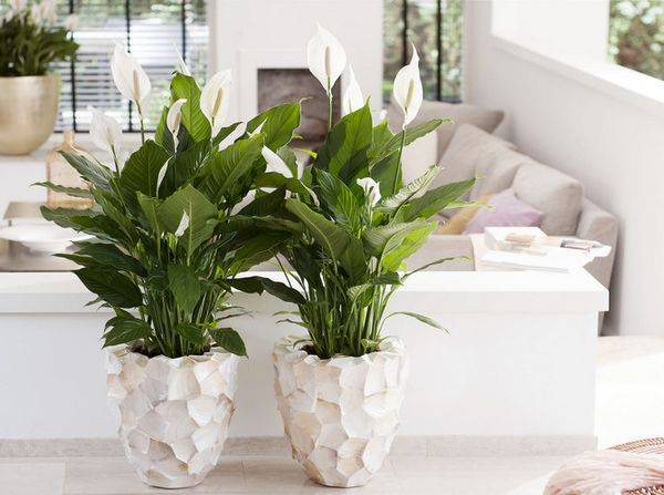 Công dụng cây lan ý Công dụng cây lan ý