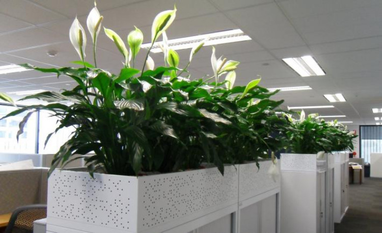 Cây lan ý hợp mệnh gì? Cây lan ý hợp mệnh gì?