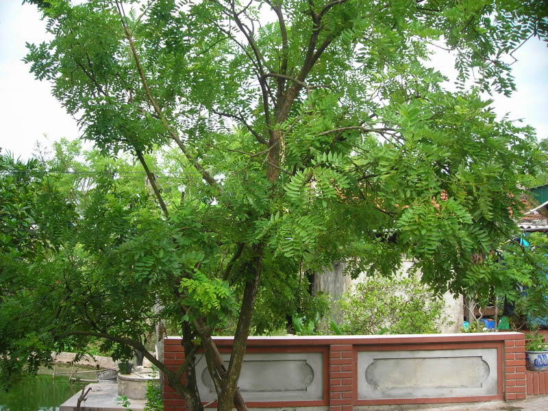 Cây hoa hòe Cây hoa hòe