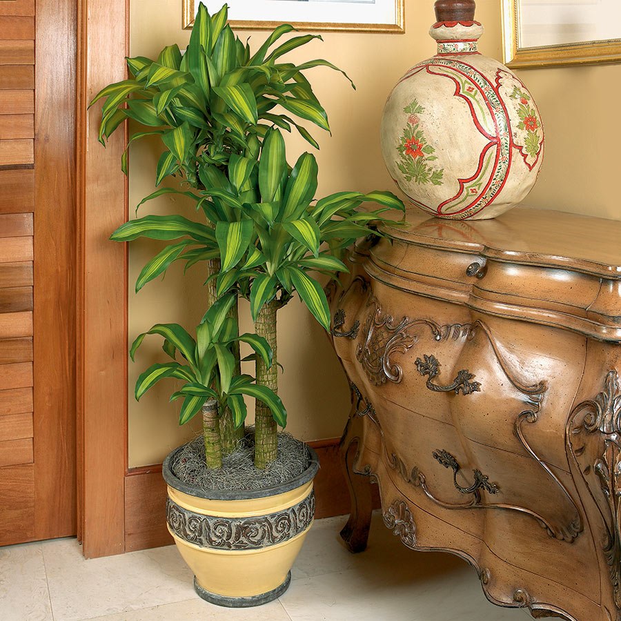 Cây thiết mộc lan Cây thiết mộc lan