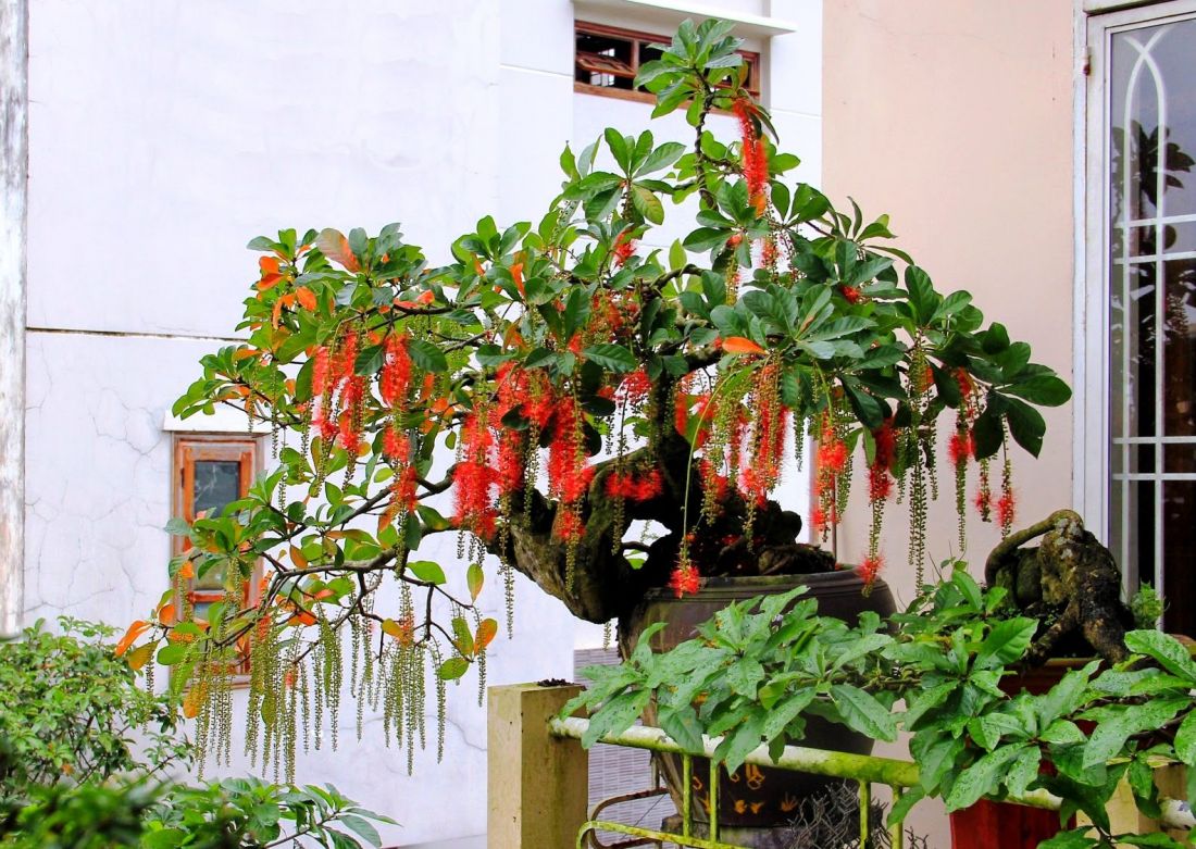 Cây lộc vừng Cây lộc vừng