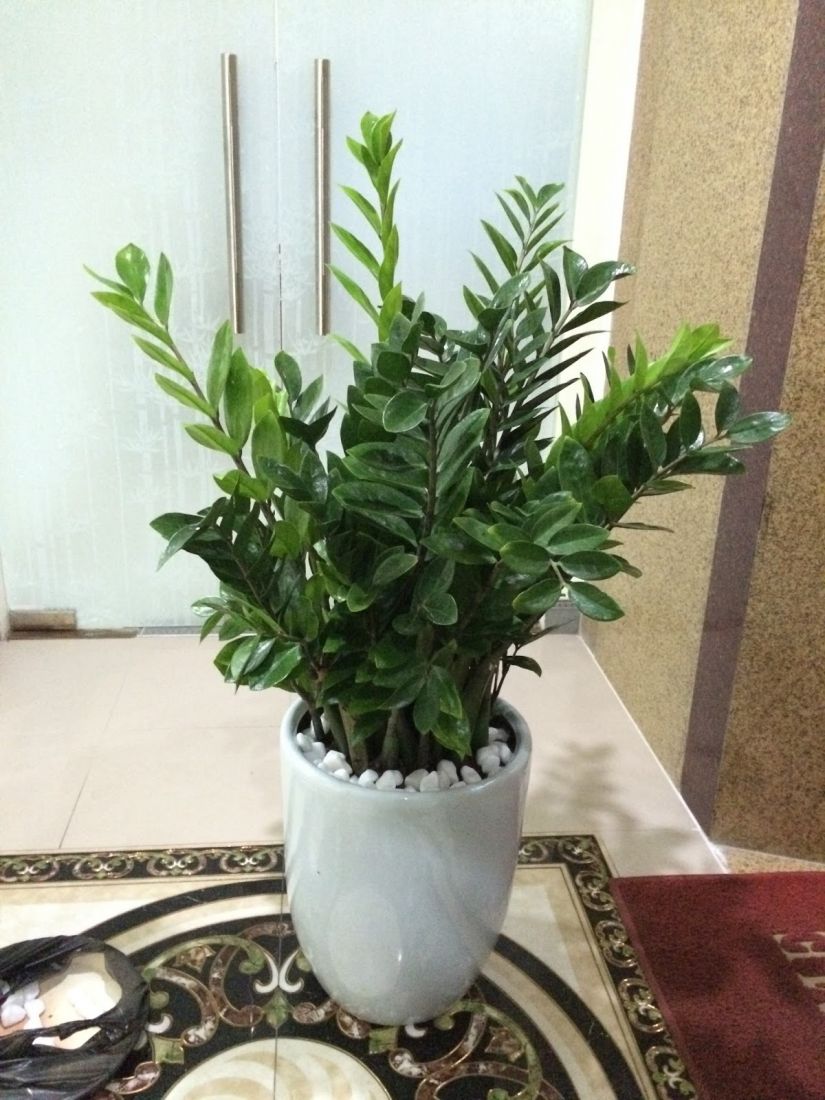 Tác dụng của cây kim tiền Tác dụng của cây kim tiền