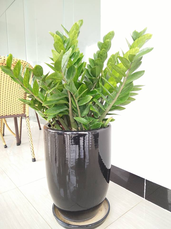 Các vị trí đẹp đặt cây kim tiền Các vị trí đẹp đặt cây kim tiền