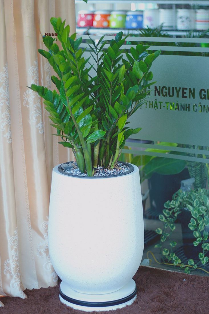 Vị trí đẹp đặt cây kim tiền Vị trí đẹp đặt cây kim tiền