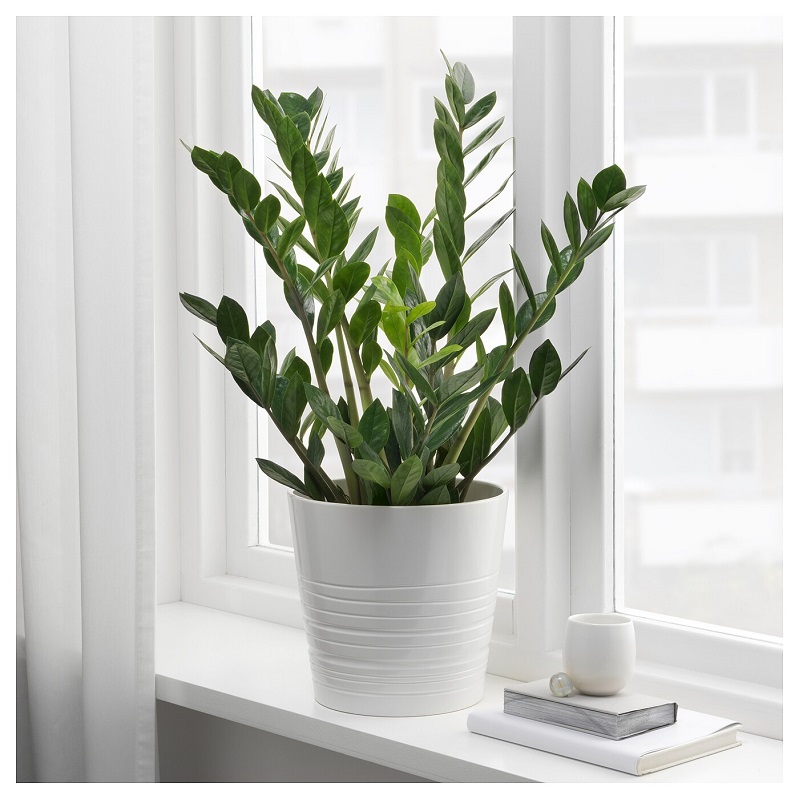 Đặt cây kim tiền sát bên cửa sổ Đặt cây kim tiền sát bên cửa sổ