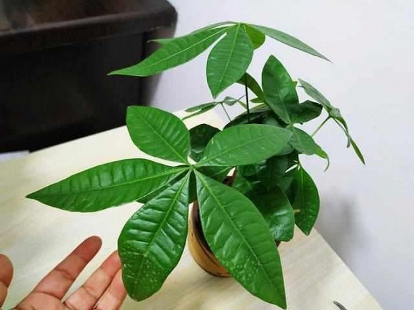 Ý nghĩa phong thủy cây Kim Ngân Ý nghĩa phong thủy cây Kim Ngân