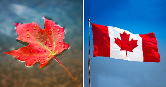 Lá phong đỏ, biểu tượng của người dân Canada Lá phong đỏ, biểu tượng của người dân Canada