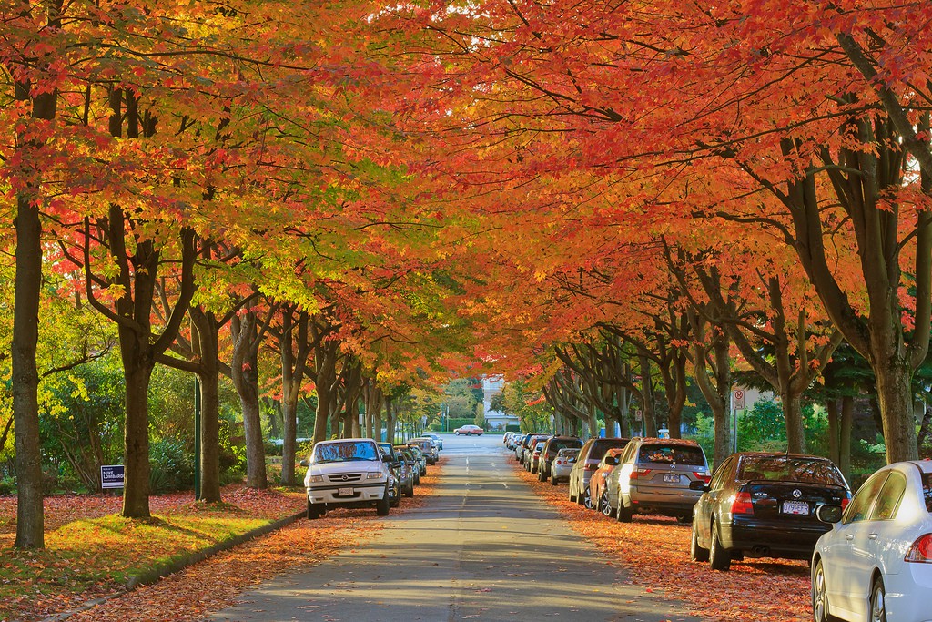 Con đường mùa thu đẹp nhất xứ Canada tại thành phố Vancouver, Canada Con đường mùa thu đẹp nhất xứ Canada tại thành phố Vancouver, Canada