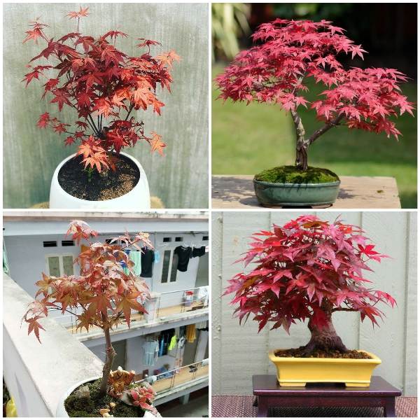 Những chậu cây phong lá đỏ tạo điểm nhấn không gian rực rỡ Những chậu cây phong lá đỏ tạo điểm nhấn không gian rực rỡ