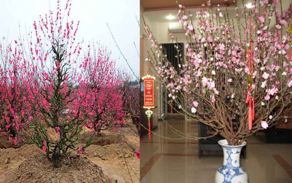 Trang trí cây đào ngày Tết Trang trí cây đào ngày Tết