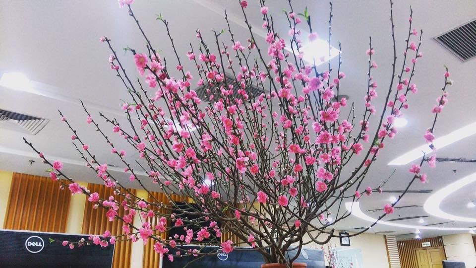 Cách trang trí cây đào ngày tết Cách trang trí cây đào ngày tết