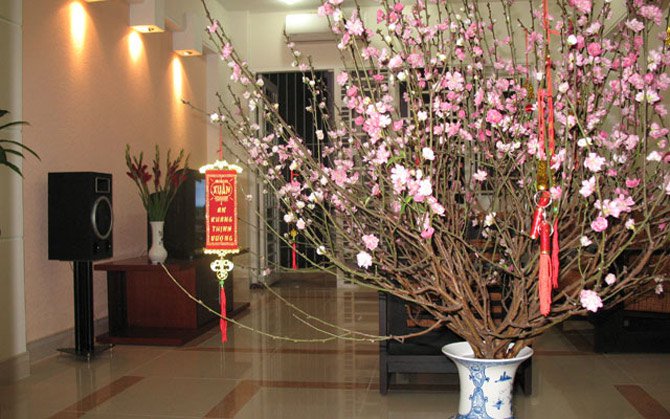Trang trí cây đào ngày Tết đẹp hợp phong thủy Trang trí cây đào ngày Tết đẹp hợp phong thủy