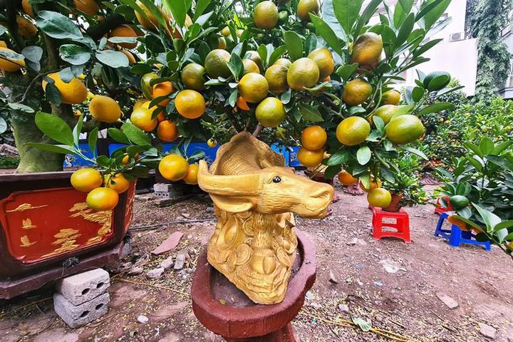 Trang trí cây quất ngày Tết Trang trí cây quất ngày Tết
