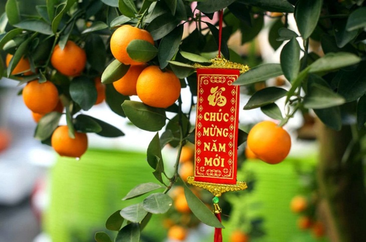 Cách trang trí cây quất ngày Tết đẹp Cách trang trí cây quất ngày Tết đẹp