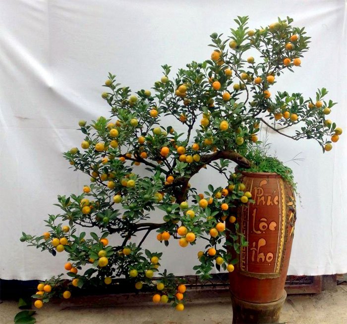 Chậu quất dáng thác đổ độc đáo Chậu quất dáng thác đổ độc đáo