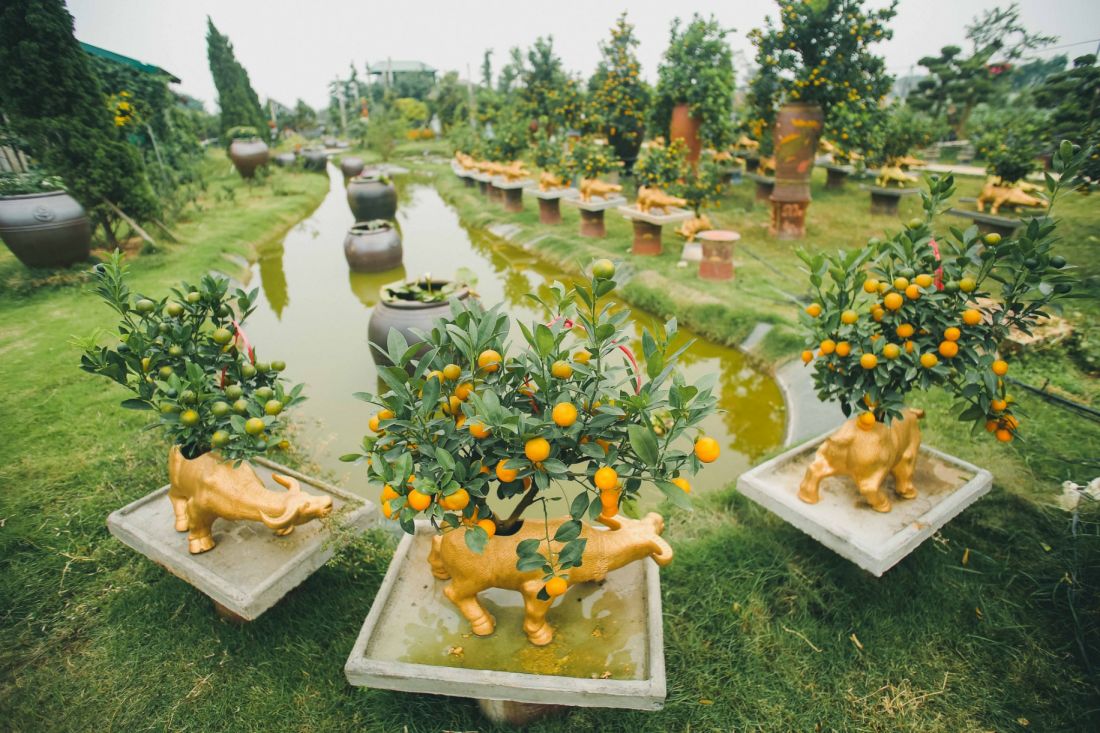 Một số chậu cây quất độc đáo cho ngày Tết Một số chậu cây quất độc đáo cho ngày Tết