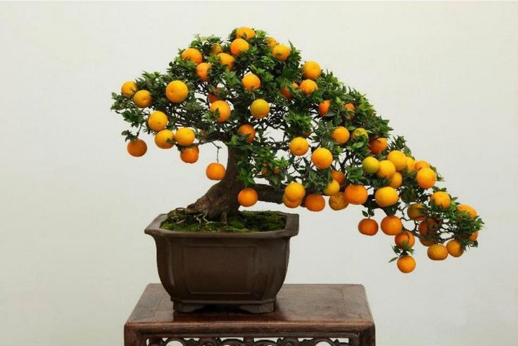 Cây quất thế nghiêng xum xuê trái Cây quất thế nghiêng xum xuê trái