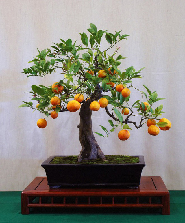 Cây quất bonsai mini đơn giản nhưng đẹp Cây quất bonsai mini đơn giản nhưng đẹp